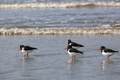 View of birds on beach