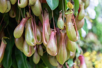 Close-up of purple flowering plant