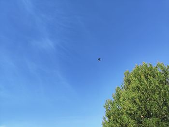 Low angle view of trees against blue sky