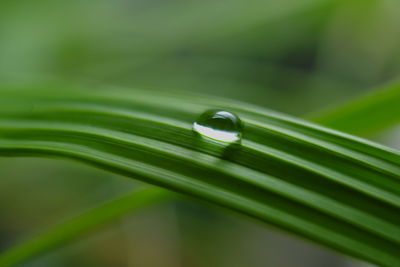 Close-up of raindrops on green leaves