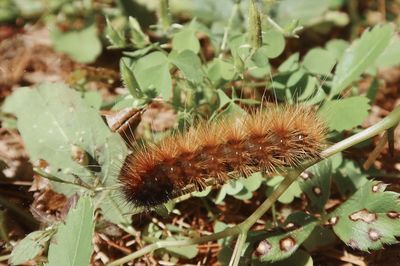 Close-up of insect on plant