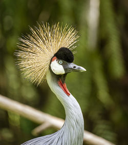 Close-up of grey bird