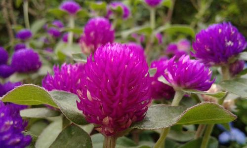 Close-up of purple flowers blooming outdoors