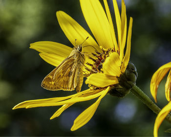 Close-up of insect on yellow flower