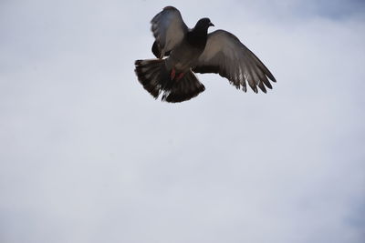 Low angle view of eagle flying in sky