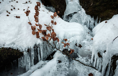 Snow covered land and trees