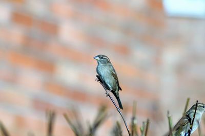 Close-up of bird perching on branch