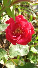 Close-up of red flower