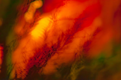 Close-up of flowers at night