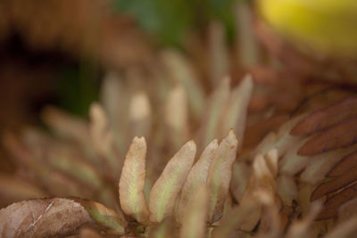 Close-up of flowers against blurred background