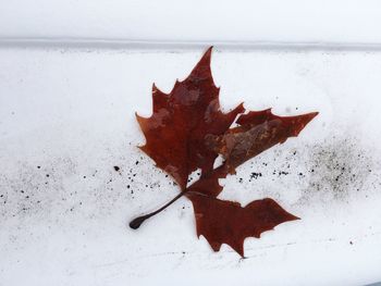 High angle view of maple leaf on snow