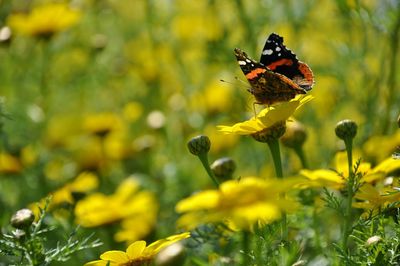 Butterfly pollinating on yellow flower at field