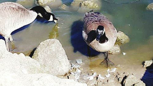 Bird in water