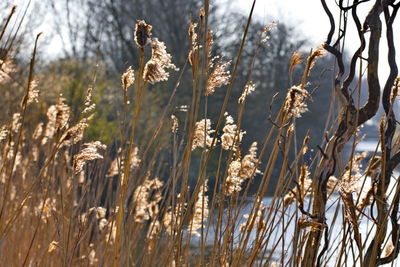 Close-up of wilted flowers on field