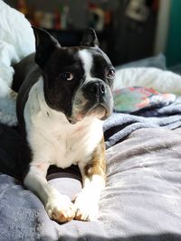 Close-up portrait of dog relaxing on bed at home