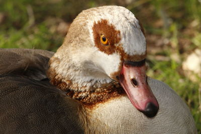 Close-up of duck