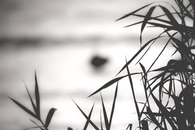 Close-up of silhouette plants against sky