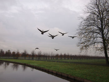 Birds flying in the sky