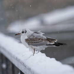 Close-up of bird perching on railing