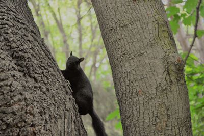 Squirrel on tree trunk