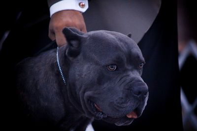 Close-up of dog looking away