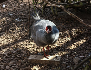 Portrait of blue eared pheasant on field