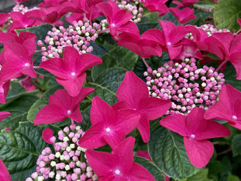 Close-up of pink flowering plants