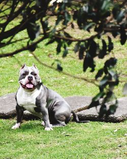 Portrait of dog on field