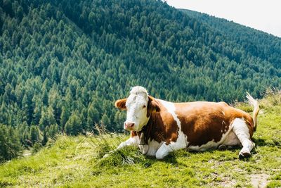 Cows in a farm