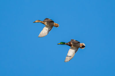 Low angle view of bird flying against clear blue sky