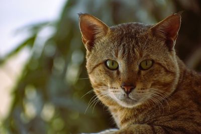 Close-up of cat