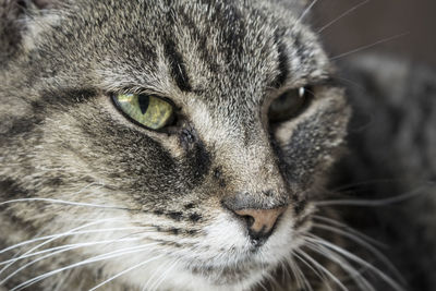 Close-up portrait of a cat