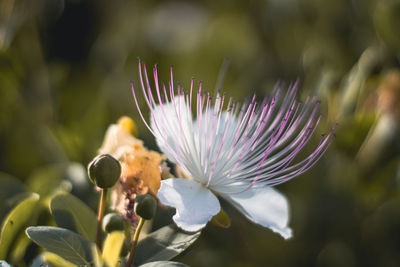 Close-up of purple flowering plant