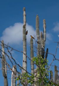 Low angle view of succulent plant against sky