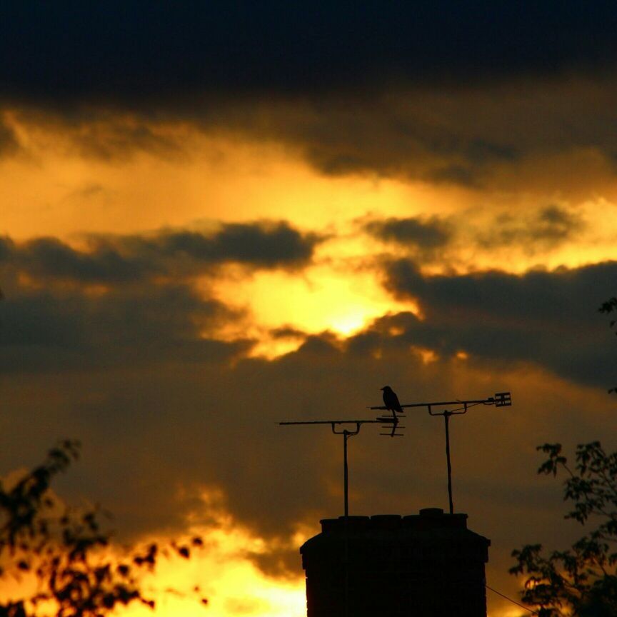 Bird on a chimney