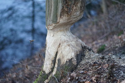 Close-up of bird on tree trunk