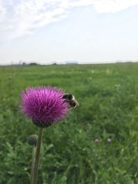 Close-up of purple flowers blooming in field