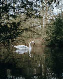 Swan swimming in lake