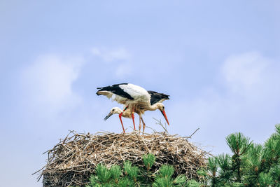 Low angle view of bird on nest against sky