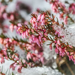 Close-up of pink flowering plant