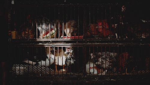 Domesticated birds in cage by night