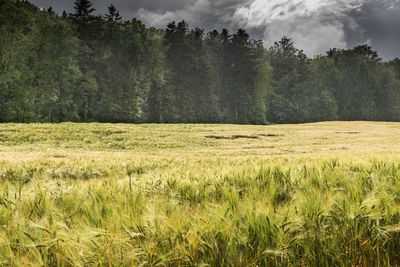 Scenic view of grassy field against sky