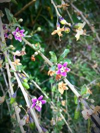 Close-up of purple flowers blooming outdoors