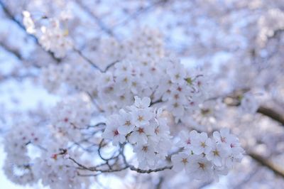 Close-up of white cherry blossoms in spring