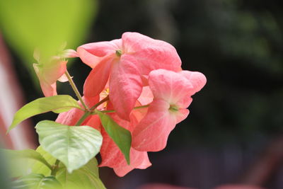 Close-up of pink rose flower