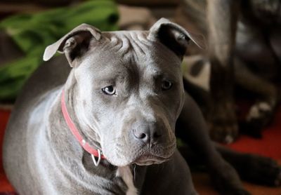 Close-up portrait of a dog