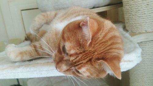 Close-up of ginger cat sleeping at home