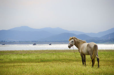 Horse standing on field against clear sky