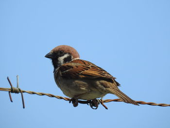 Low angle view of bird perching against clear blue sky