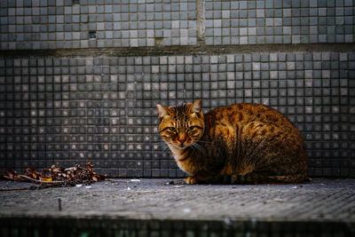 Portrait of a cat sitting against wall